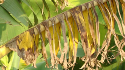 Symptoms of black sigatoka disease in banana